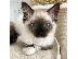 PoulaTo: Όμορφα γατάκια Ragdoll Διατίθεται προς πώληση.